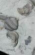 Partially Enrolled Flexicalymene Trilobites - Ohio #30459-2